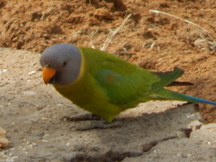 Psittacula cyanocephala