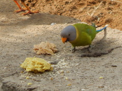 Psittacula cyanocephala