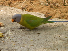 Psittacula cyanocephala