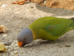 Psittacula cyanocephala