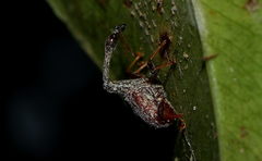 Paracycnotrachelus