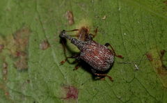 Paracycnotrachelus