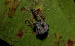 Paracycnotrachelus