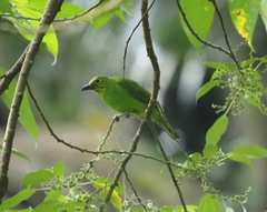 Chloropsis sonnerati