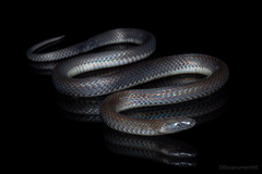 Colombian Earth Snake photo 2