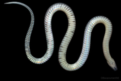 Colombian Earth Snake photo 4