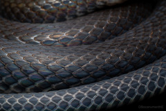 Colombian Earth Snake photo 3