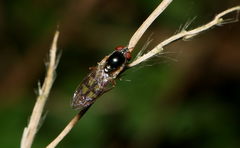 Melanostoma univittatum