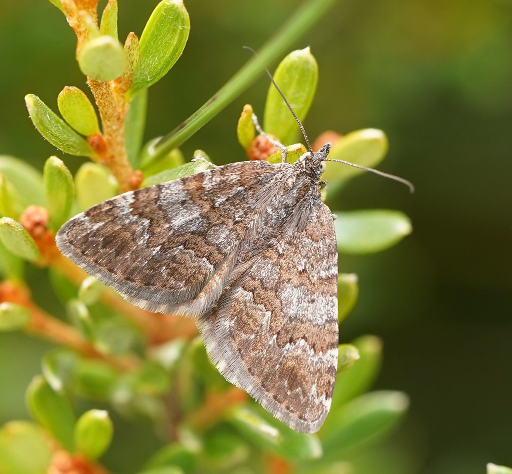 Chrysolarentia leptophrica