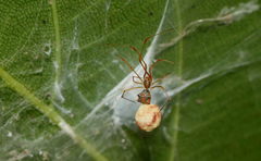 Propostira quadrangulata