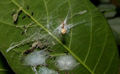 Propostira quadrangulata