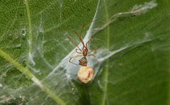 Propostira quadrangulata