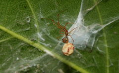Propostira quadrangulata