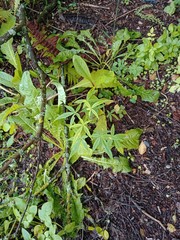 Acer pentaphyllum