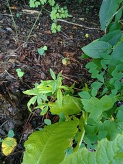 Acer pentaphyllum