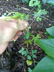 Acer pentaphyllum