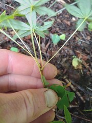 Acer pentaphyllum