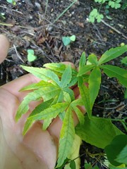 Acer pentaphyllum