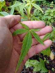 Acer pentaphyllum