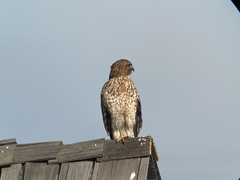 Buteo lineatus