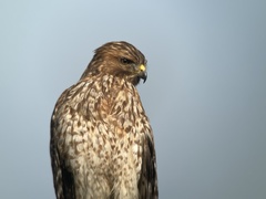 Buteo lineatus