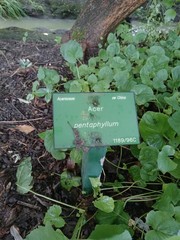 Acer pentaphyllum