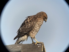 Buteo lineatus