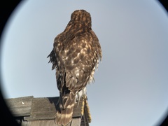 Buteo lineatus