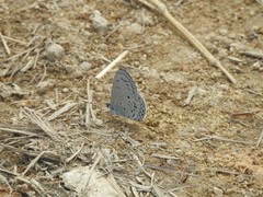 Celastrina lavendularis