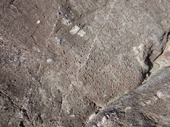 Australiodillo bifrons