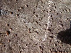 Australiodillo bifrons