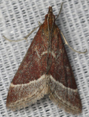 Pyrausta lethalis