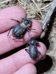 Cryptoglossa muricata