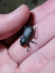 Cryptoglossa muricata