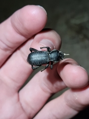 Cryptoglossa muricata