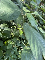 Isoglossa woodii