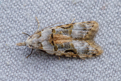 Metacosmesis laxeuta