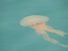 Chrysaora
