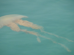 Chrysaora