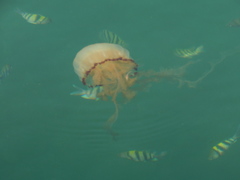Chrysaora