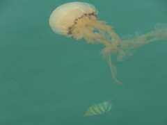 Chrysaora