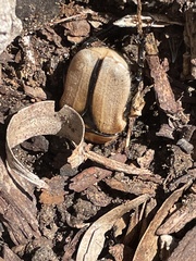 Diaphonia