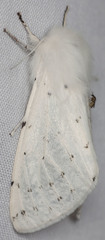 Spilosoma vestalis