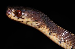 Asthenodipsas vertebralis