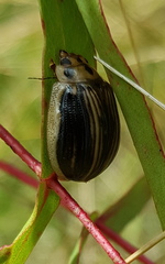 Paropsisterna insignita