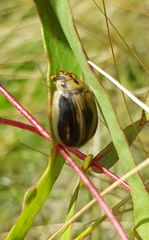 Paropsisterna insignita