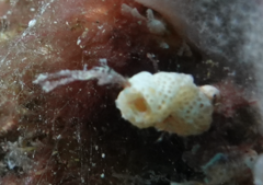 Lissoclinum perforatum