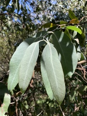 Eucalyptus neglecta