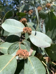 Eucalyptus neglecta