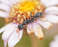 Myrmecia haskinsorum